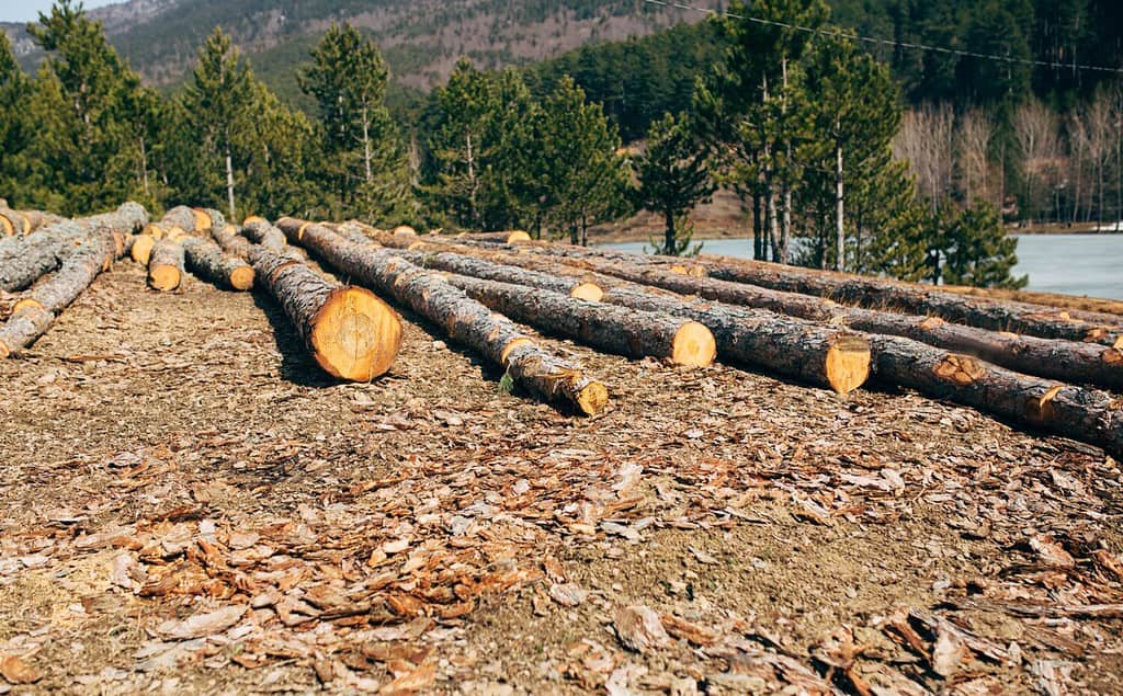 felled trunks of a pine tree in the forest. timber harvesting companies.