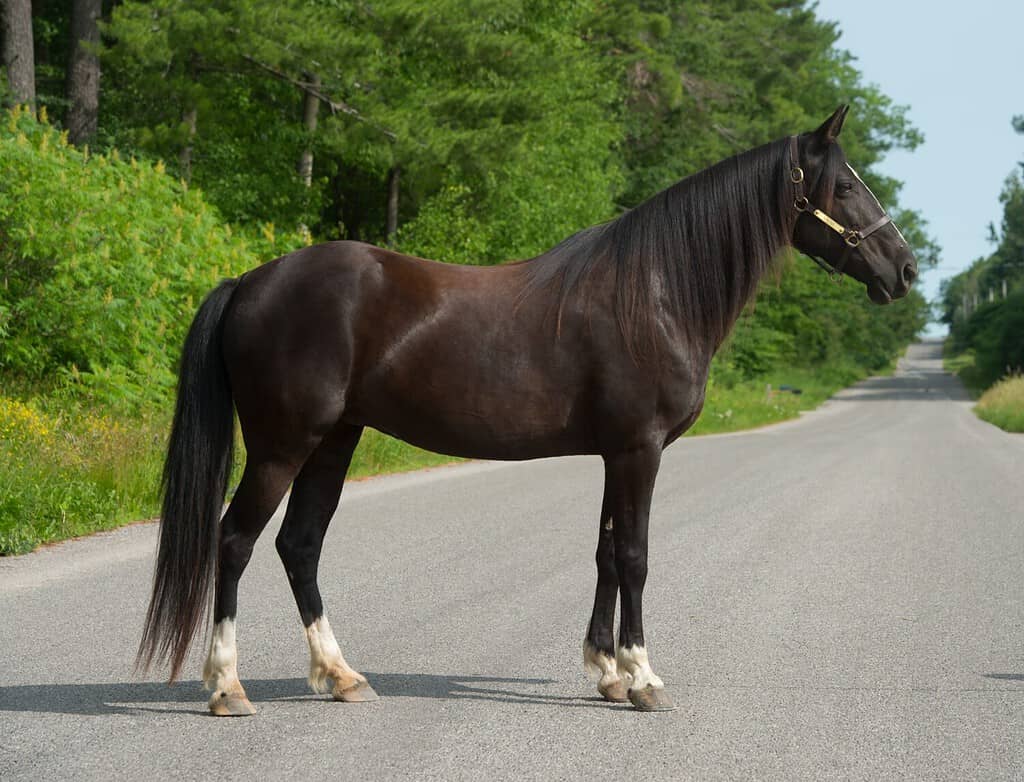 tennessee walker horse conformation shot full body image of purebred tennessee walker standing on road in leather halter black horse with four white markings or socks on lower legs black mane and tail