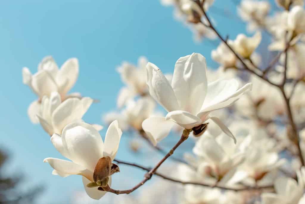magnolia blossom in early spring with azure sky