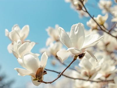 A The Best 22 Flowering Trees That Grow in Georgia
