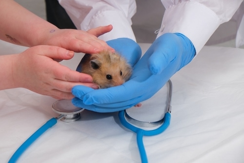 small cute fluffy Syrian hamster in the hands of a doctor, hands in medical gloves hold a rodent, small animal veterinary medicine