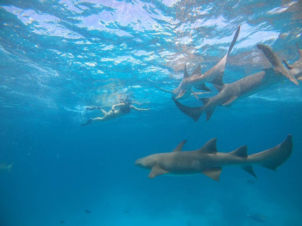 Nurse Sharks which are harmless to swimmers and snorkelers