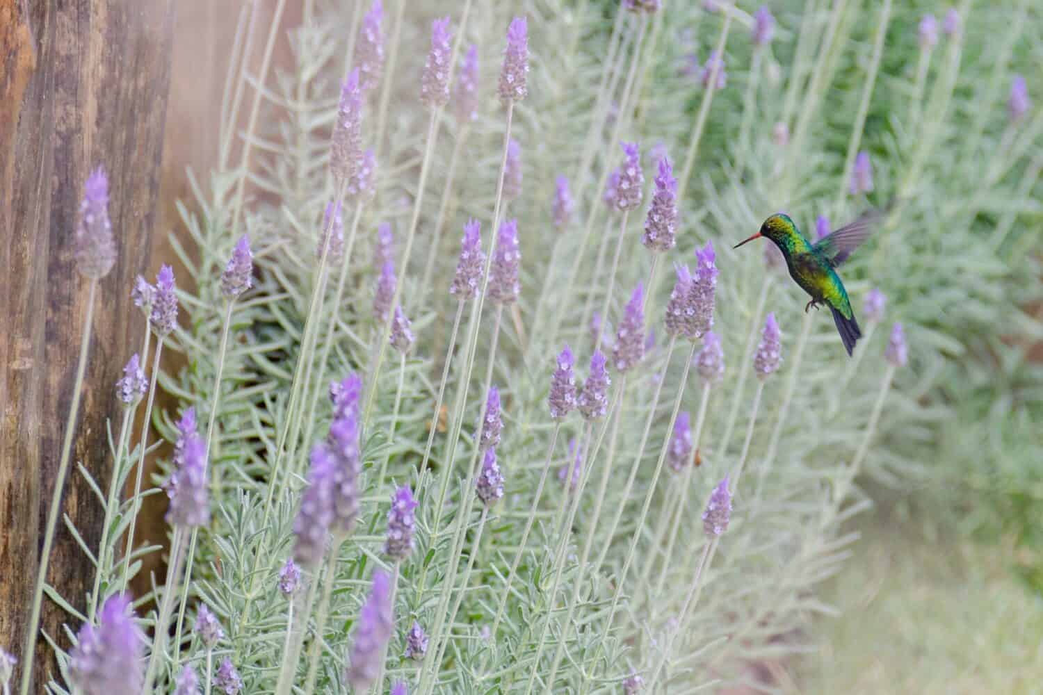 hummingbird bird in a lavender bush, background with a nature scene
