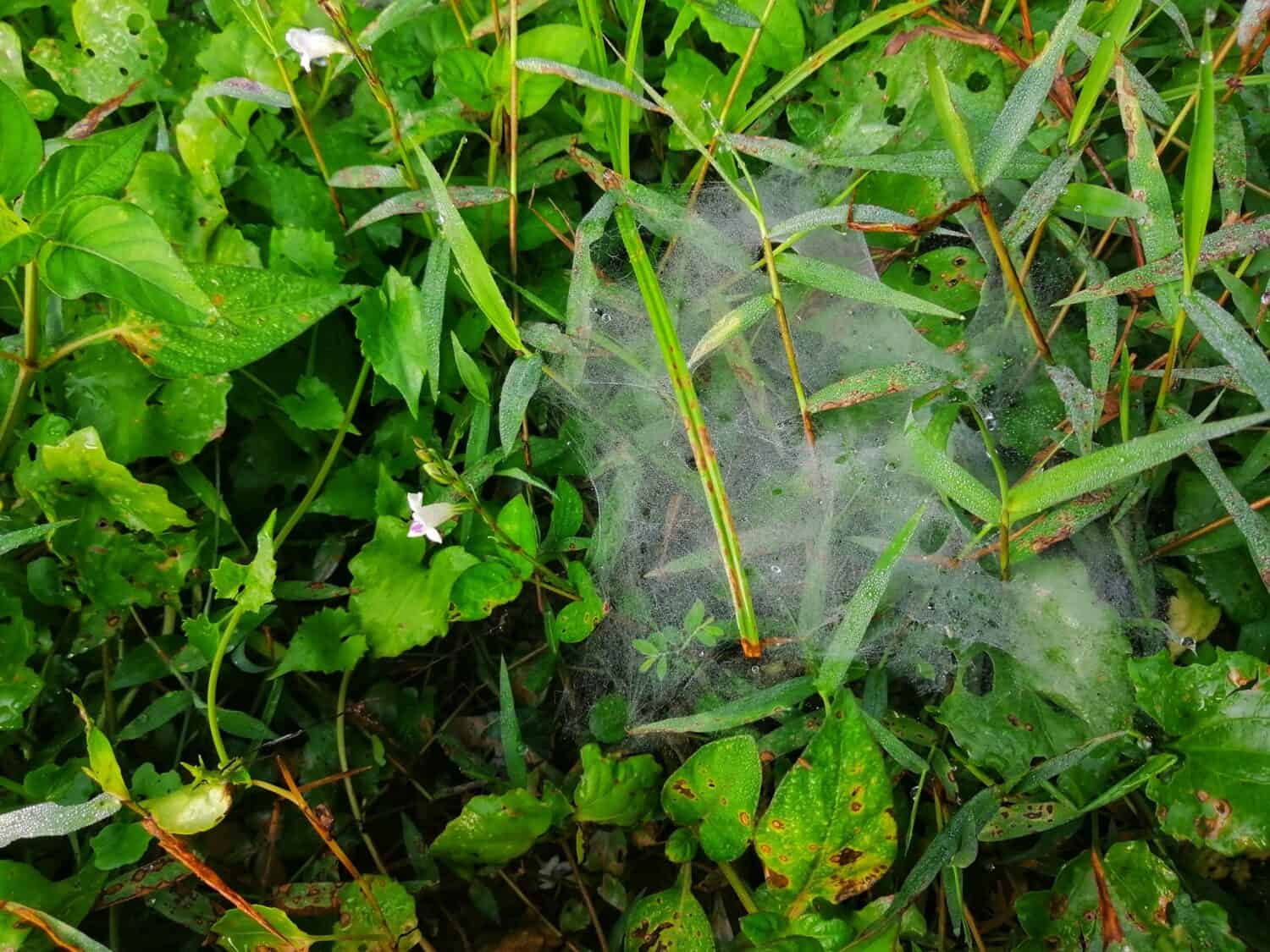 mycelia or mycelium or lawn fungus. also know as dollar spot fungus. it is a thread that disappear as the day start to warm and reappear the next morning. it look like spider web on a grass.