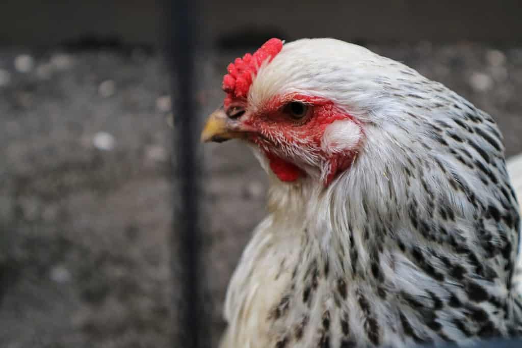 Portrait of brahma chicken. Grey white color. close up head Hen with red comb.