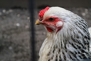 Do Chickens Carry Diseases? Beware of These 13 Common Illnesses Picture