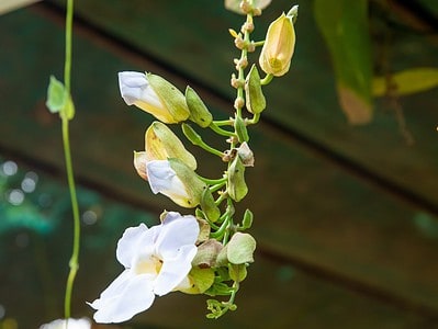 A Discover 22 Vines That Produce Beautiful White Flowers