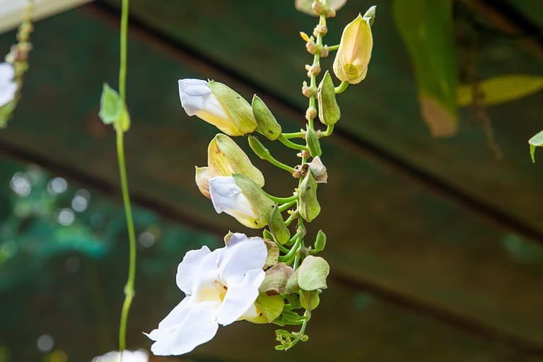 White Sky Vine flowers in bloom. Native to India, it is also known as Bengal Clock Vine and White Trumpet Vine.