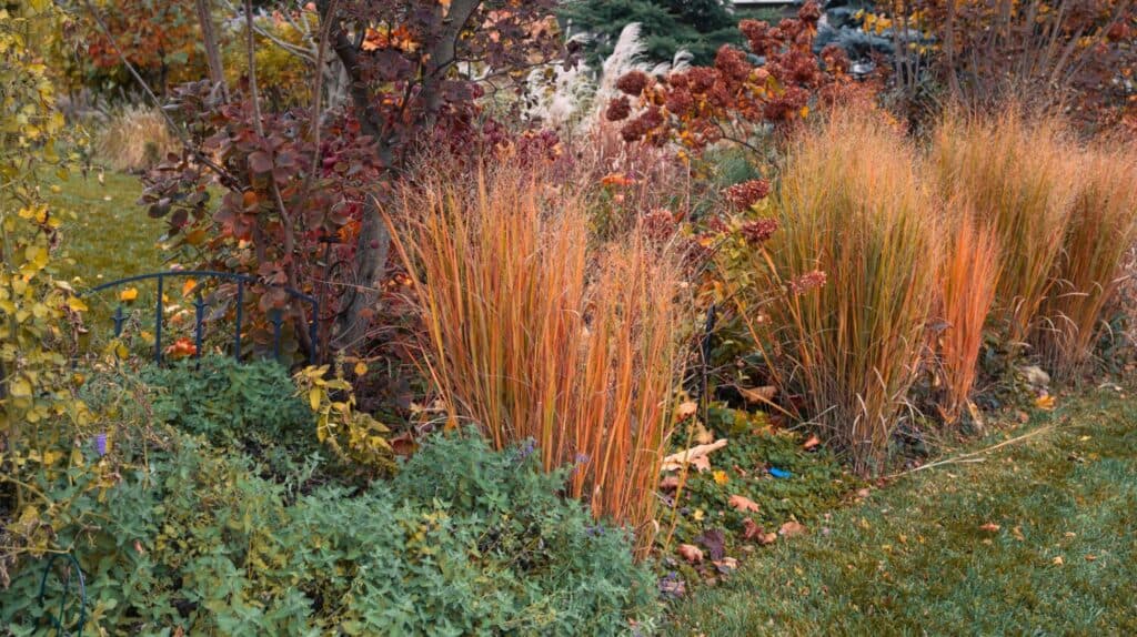 Four seasons native northwind grasses, panicum virgatum. provides a vertical privacy screen and architectural interest n this residential prairie garden. Keywords language: English