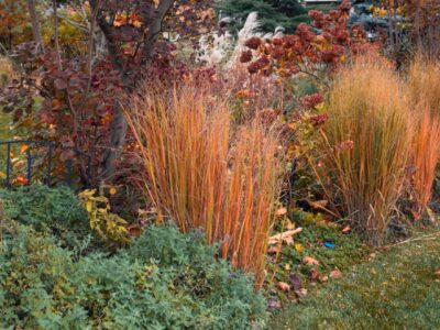 A 16 Ornamental Grasses That Thrive in Zone 4