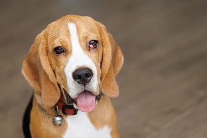 The 8 Most Common Health Problems in Beagles Picture