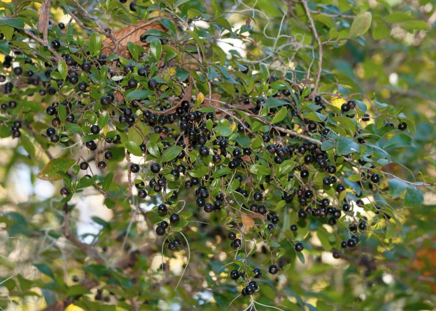 A branch of the sparkleberry shrub in late fall with lots of black berries. Fruit and leaves. Color horizontal photo. 
