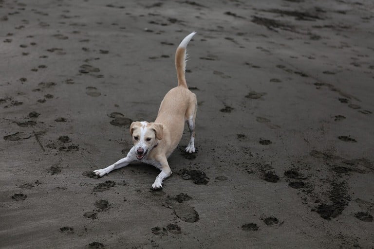 Beagle mix mutt playing at the beach, California