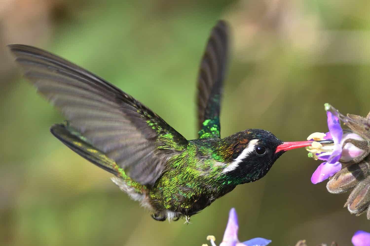 Male White-eared Hummingbird feeding on flower in flight, portrait , selective focus