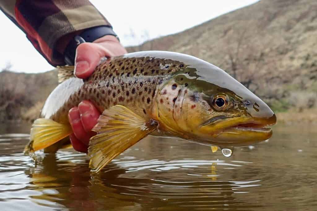 Wild brown trout caught and released in early spring on the Owyhee River, Oregon