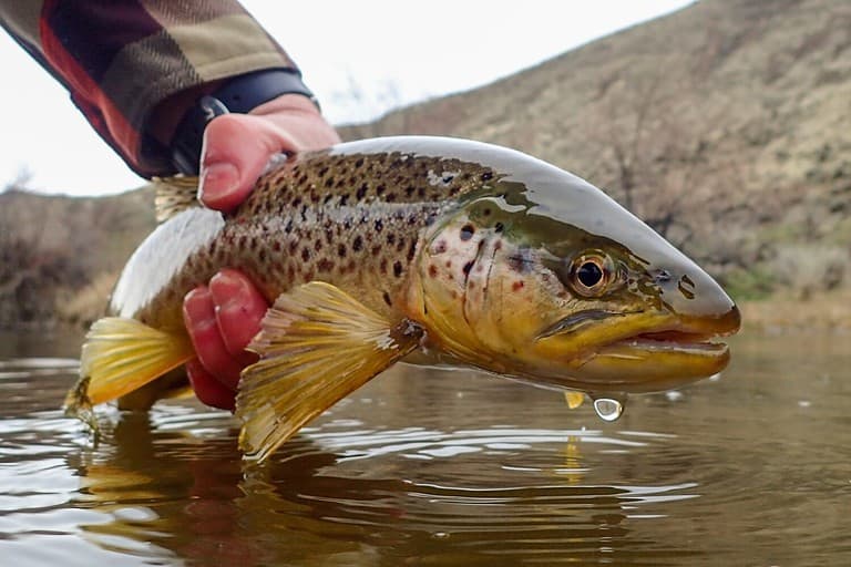 The Largest Brown Trout Ever Caught In Ohio - A-Z Animals