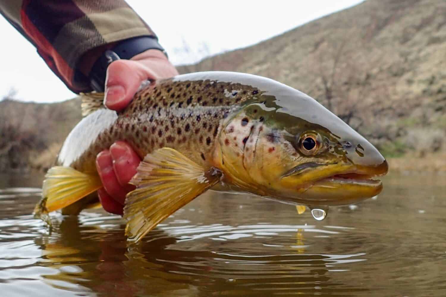 Wild brown trout caught and released in early spring on the Owyhee River, Oregon