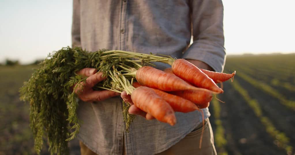 Harvesting Carrots: Signs Of Readiness And Techniques