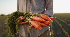 The Largest Carrot Ever Grown Weighed as Much as a Sledgehammer Picture