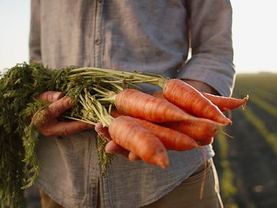 A The Largest Carrot Ever Grown Weighed as Much as a Sledgehammer