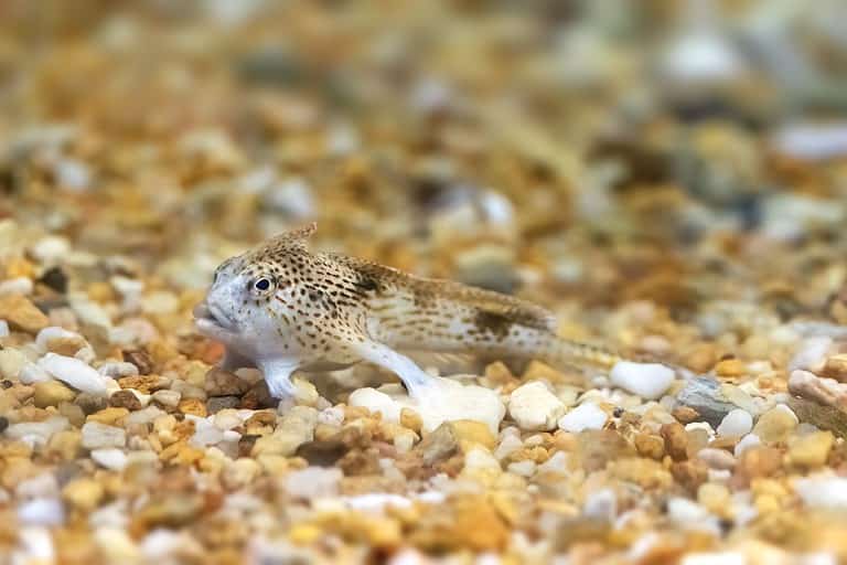 Spotted handfish, Brachionichthys hirsutus, found in the coastal waters of south and east Australia and Tasmania. One of the rarest fish and the first marine fish to be listed as critically endangered