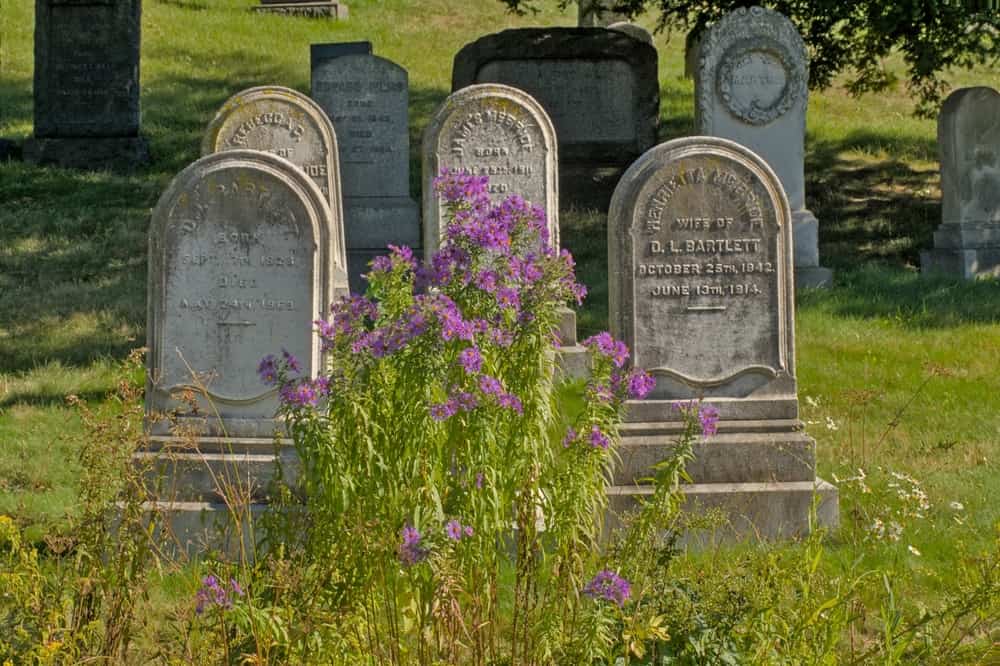 Pink flowers in front of old grave monuments in Green-Wood cemetery, Brooklyn, New York