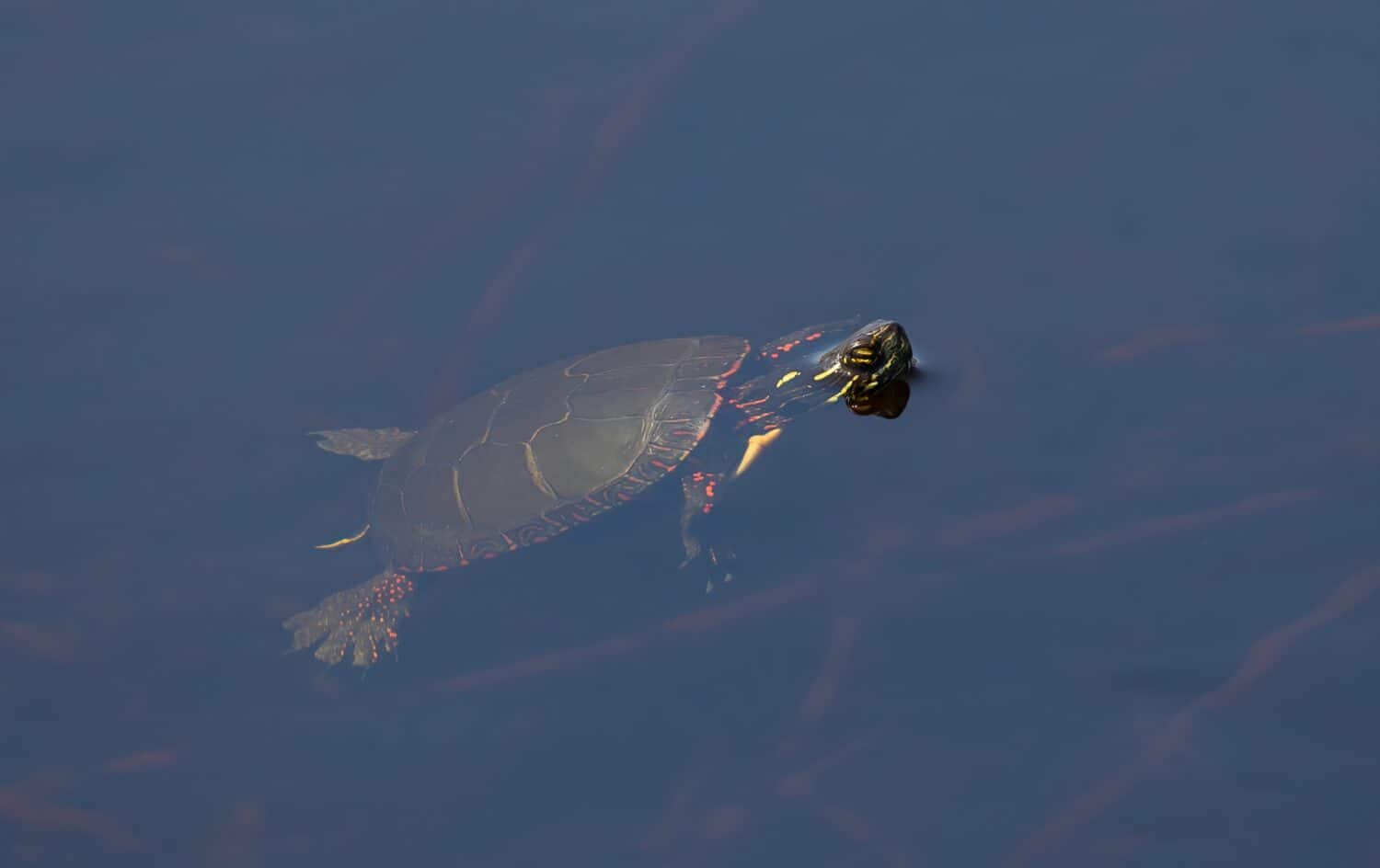 Painted turtle swimming and floating in a local pond in spring