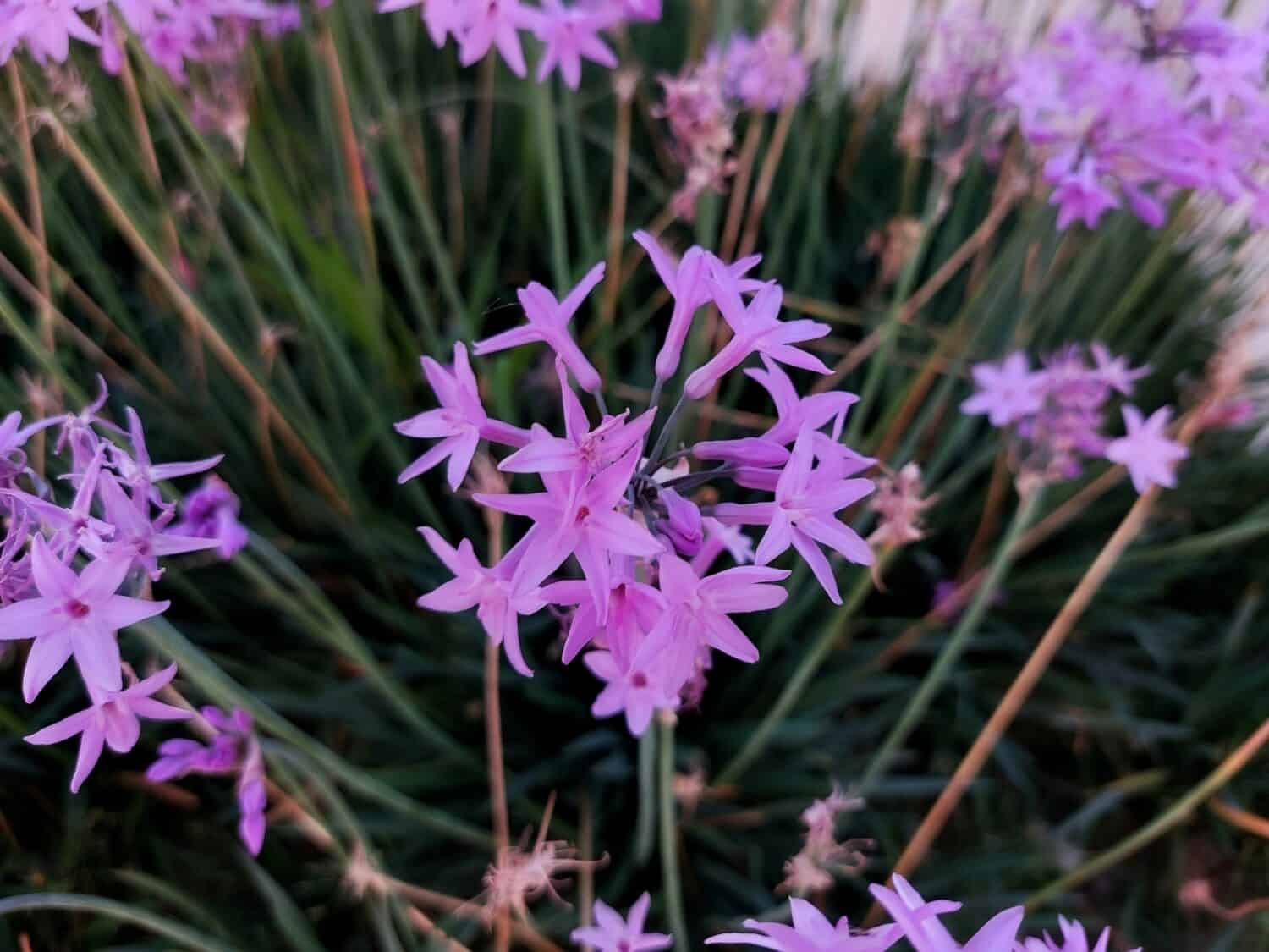 Beautiful pink flowers of Tulbaghia Violacea, Pink Agapanthus, Sweet garlic in the garden. The society Garlic with Liliac flowers.