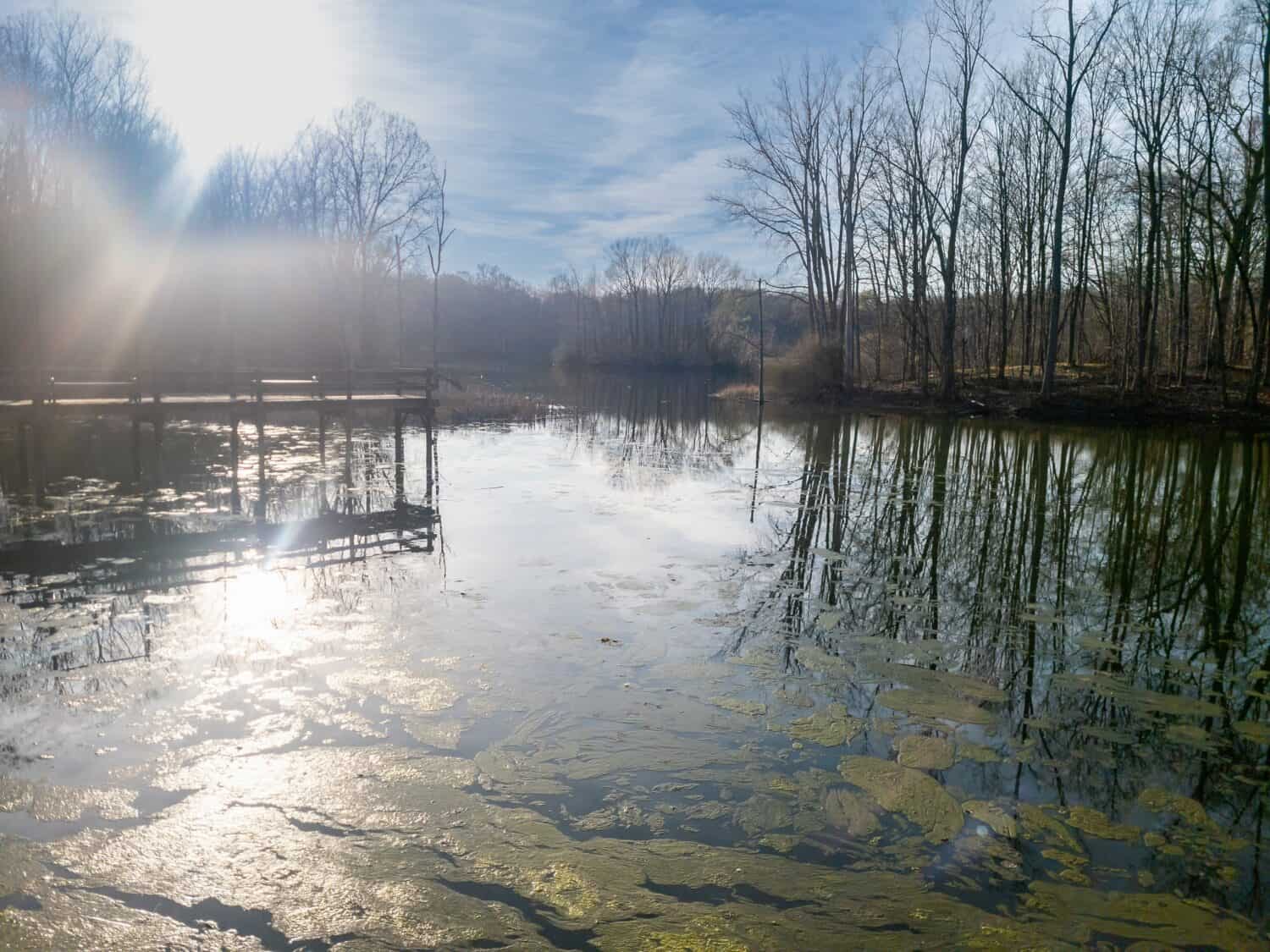 Pond at Maybury State Park in Northville, Michigan in the early spring. Green algee can be seen in the lake by the fishing pier.