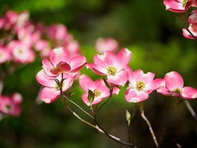 A Dogwood Tree: Meaning, Symbolism, and Significance