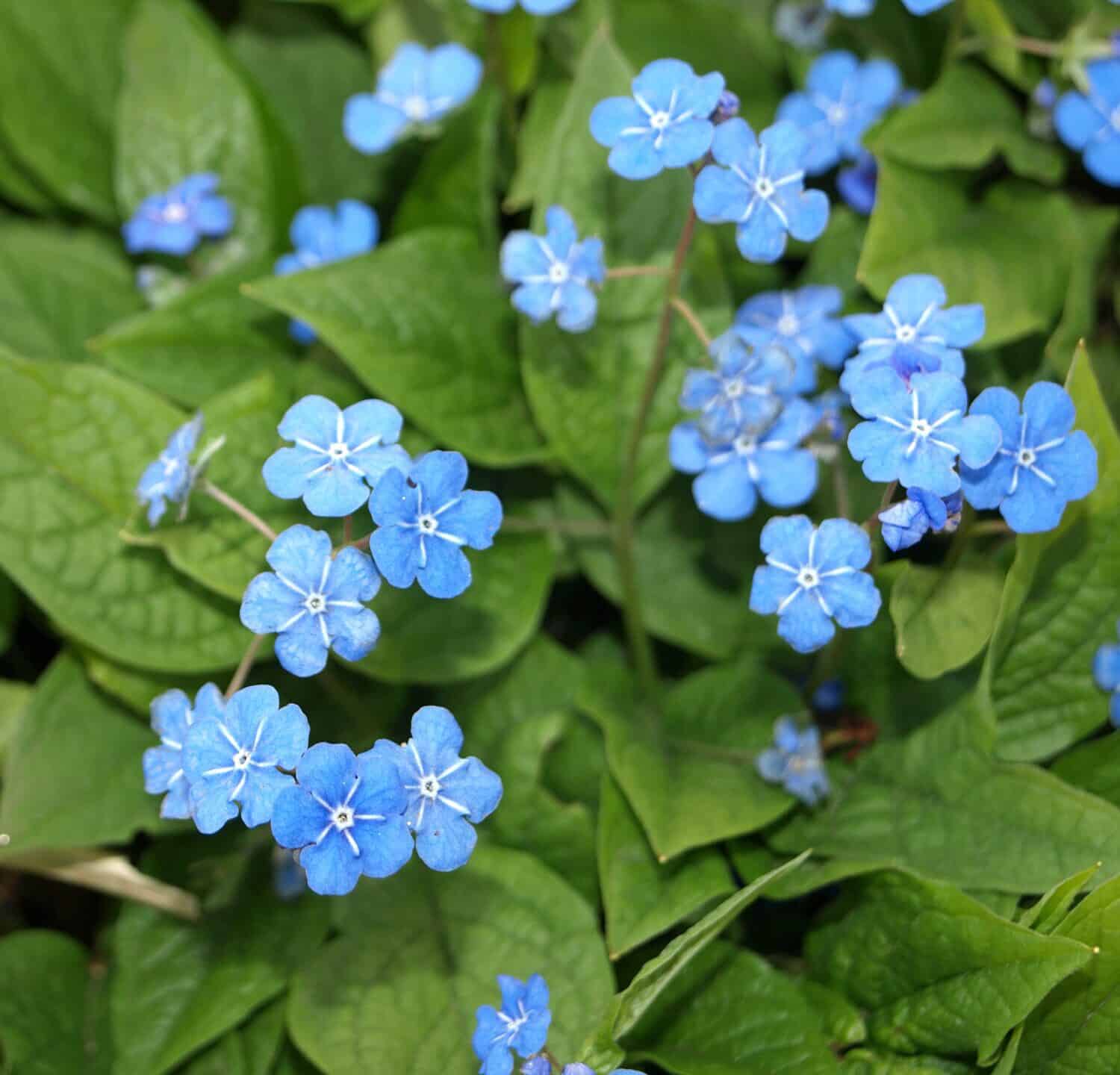 Blue-eyed Mary flower in spring (Omphalodes verna) Blue small primroses        