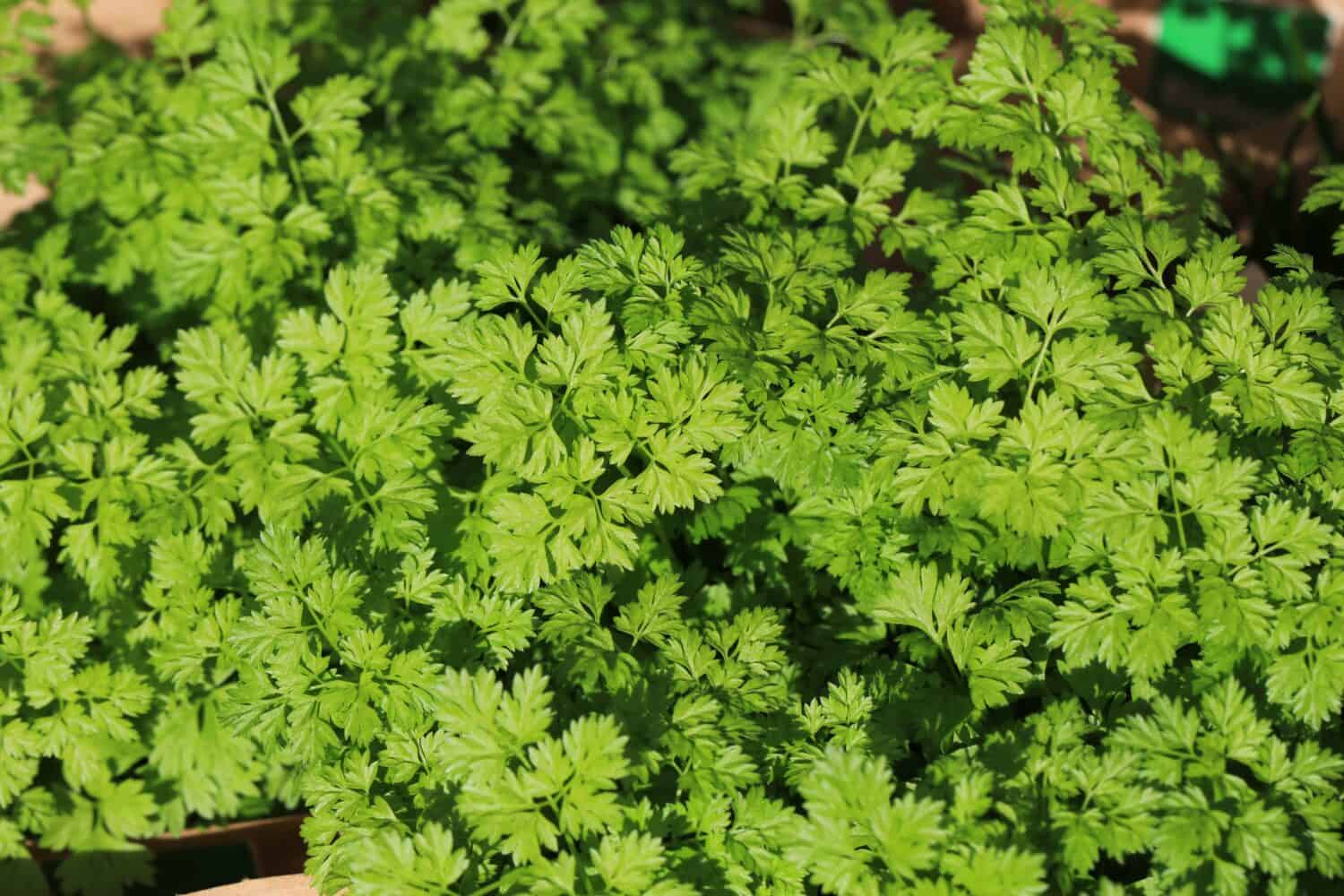 The Top 7 Cilantro Companion Plants (and What to Avoid) - A-Z Animals