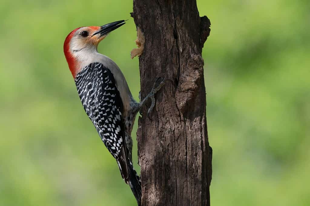 Red-bellied woodpecker enjoying a meal.