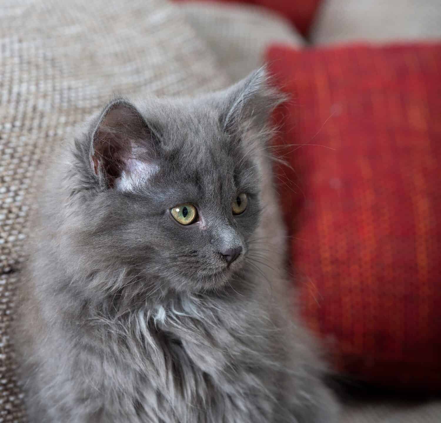 Blue Siberian Kitten sitting on the sofa at home