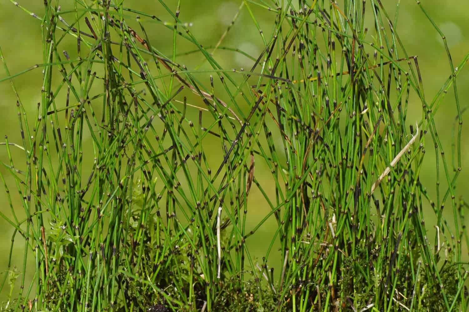 Closeup Small Horsetail, dwarf scouringrush (Equisetum scirpoides). Family horsetails (Equisetaceae). Dutch garden, spring, april                               