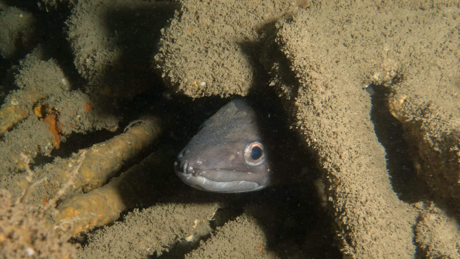 A conger eel pokes it's head out from behind some wreckage