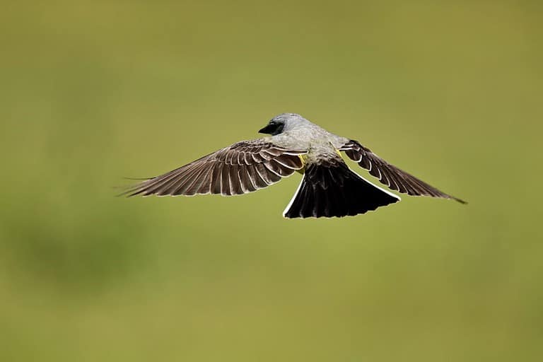 Western Kingbird hovering over grass hunting for insects