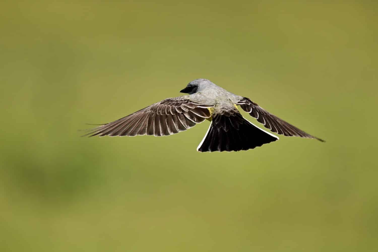 Western Kingbird hovering over grass hunting for insects