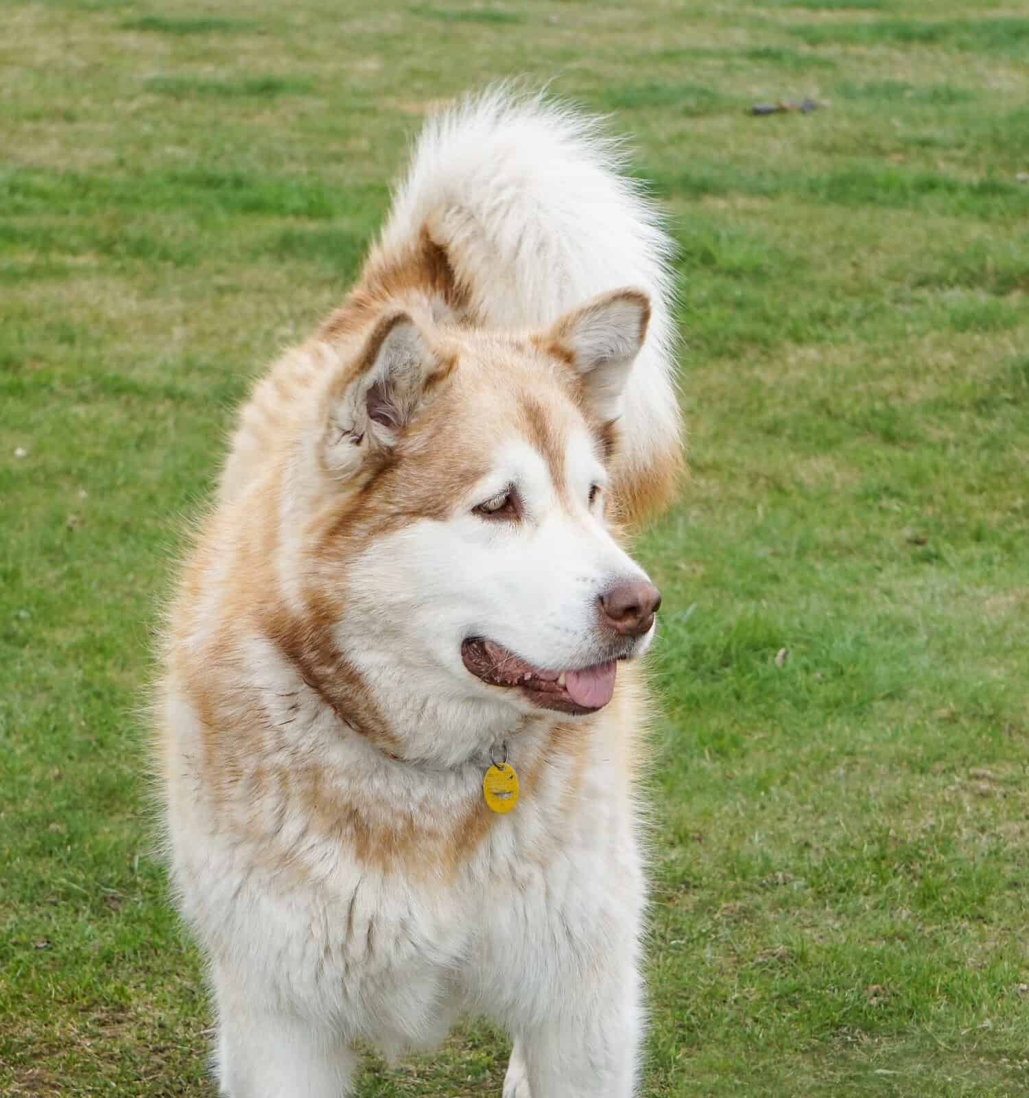 Red, ginger alaskan malamute standing dog on green grass