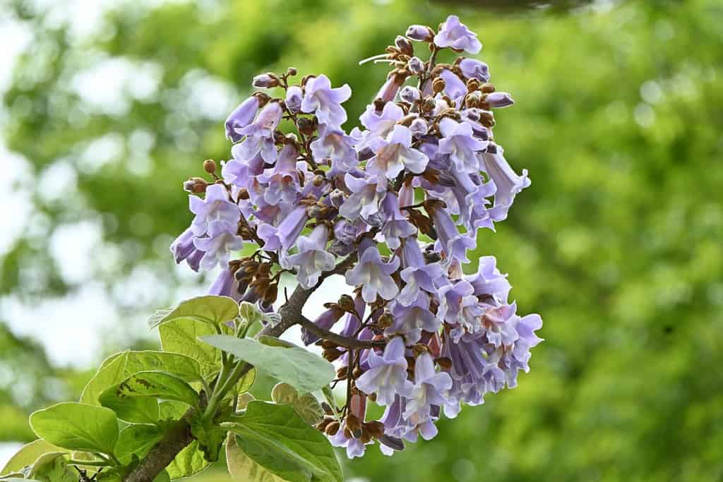 Paulownia tree ( Paulownia tomentosa ) flowers. Paulowniaceae deciduous tree native to China. Light purple, bell-shaped flowers bloom from April to May.