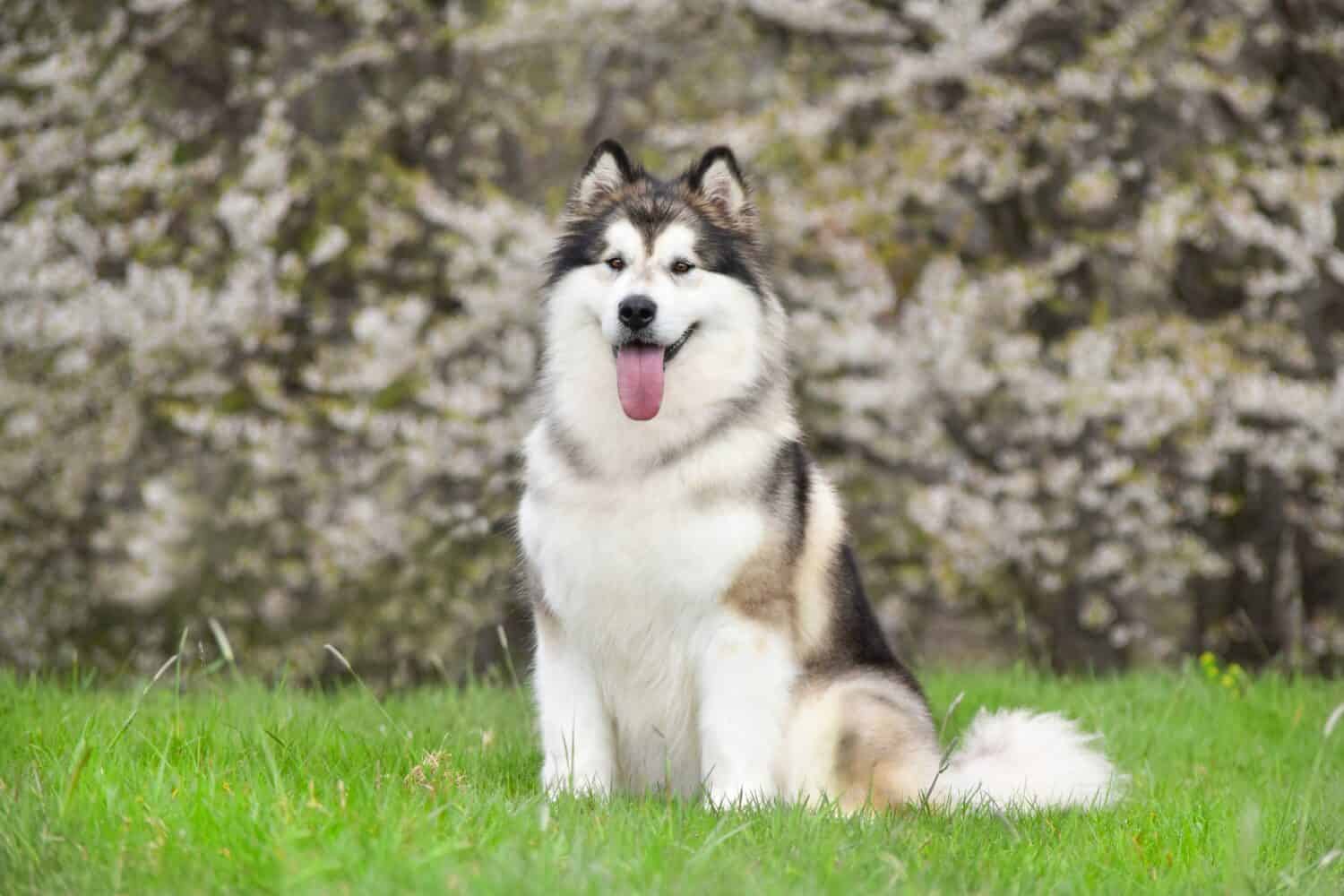 Alaskan Malamute dog sits on green grass against the background of a flowering tree
