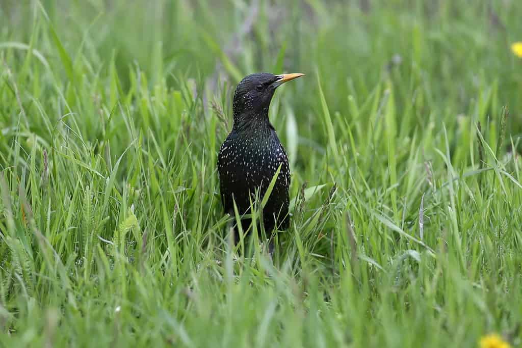 An adult common starling in breeding plumage is shot close-up walking through the bright green grass