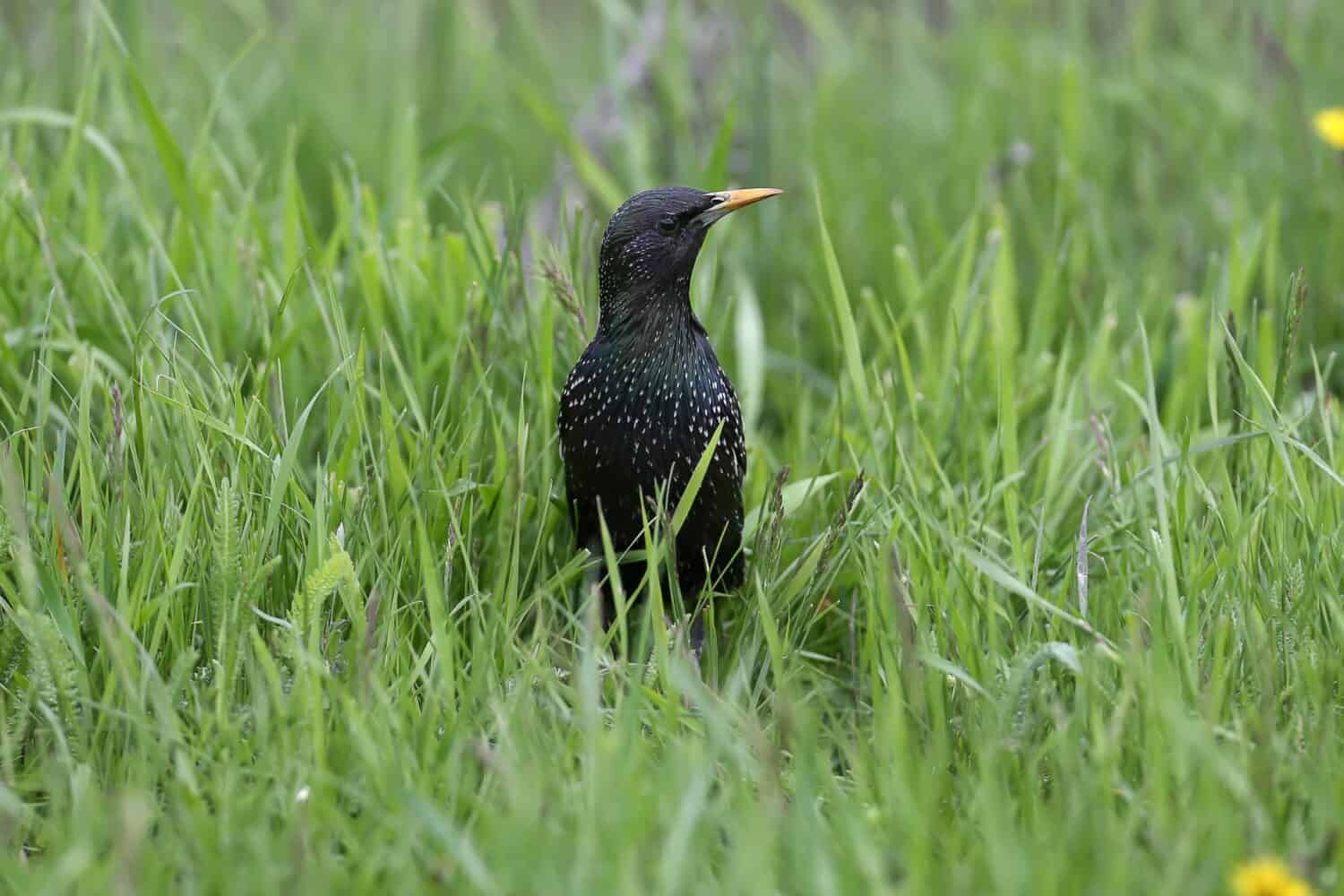 An adult common starling in breeding plumage is shot close-up walking through the bright green grass