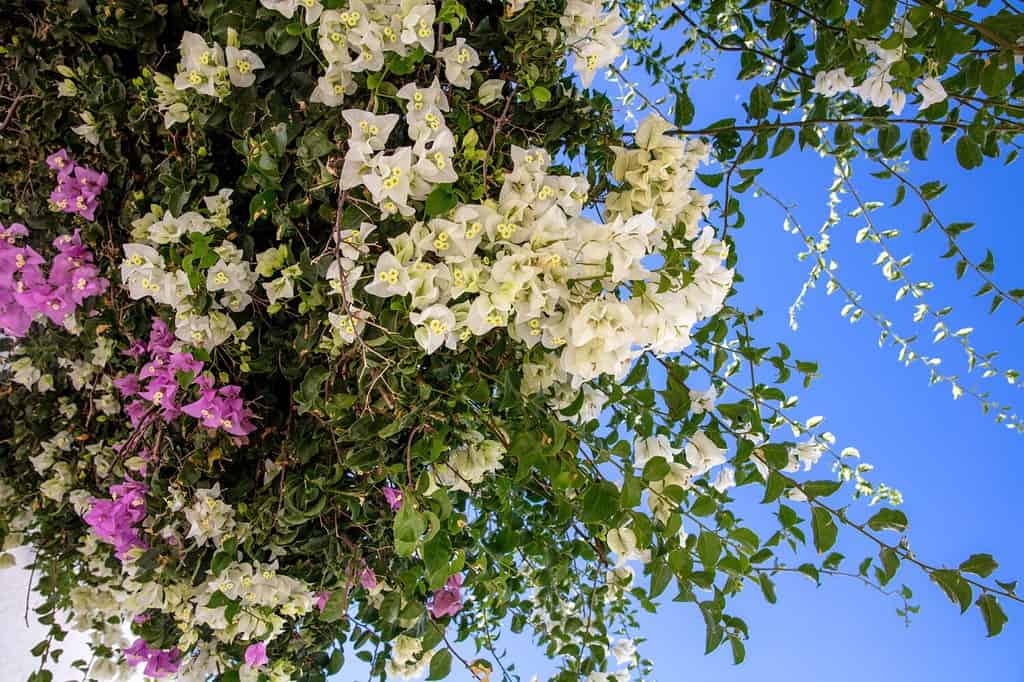 Greece, Cyclades Island. Blooming purple white bougainvillea flower under blue sky sunny day background. Thorny ornamental tree, shrub, vine.
