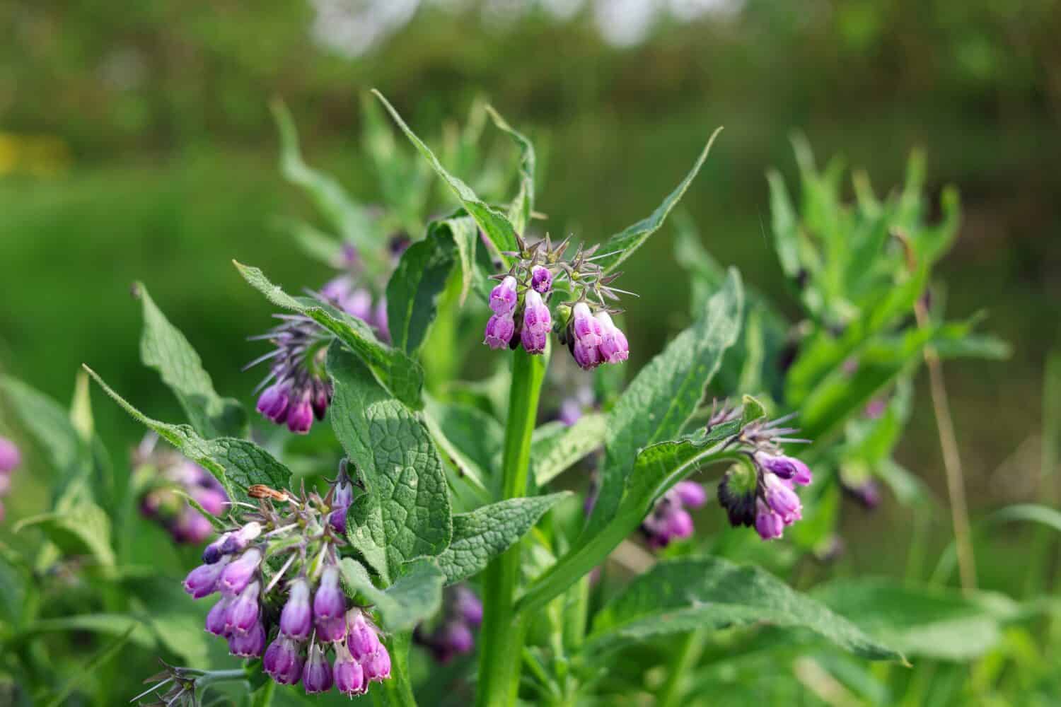 Portrait Herdibal Comfrey Herb, Symphytum officinale in the wild, which is a perennial flowering plant in the family Boraginaceae