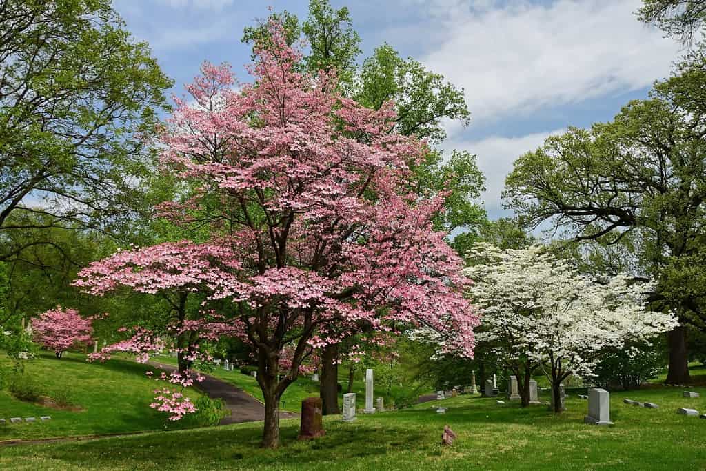 beautiful flowering white and pink dogwood flowers in spring in the public gardens of bellefontaine cemetery in north st. louis, missouri