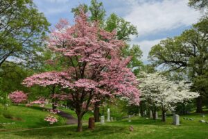 The 15 Reasons Your Dogwood Tree Looks So Sickly Picture