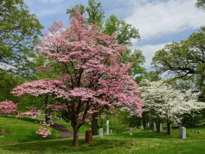 A Discover Missouri’s Planting Zones – Plus 12 Keys To Keeping Flowers, Shrubs, and Trees Alive