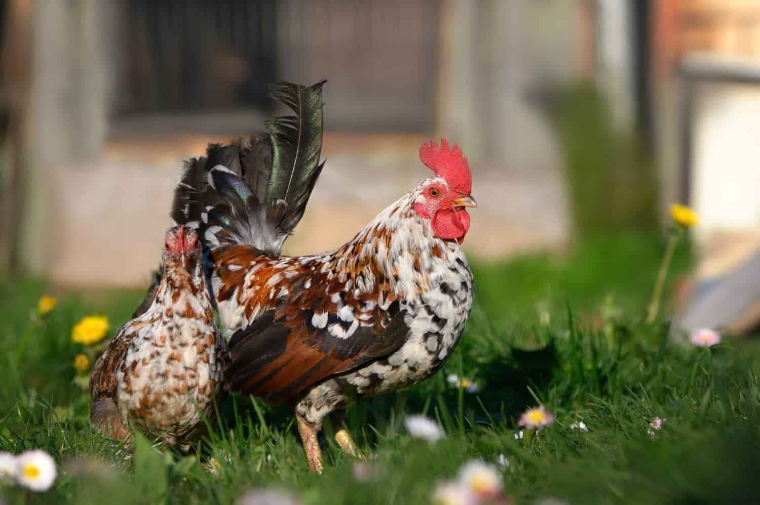 dwarf chickens posing outdoors on grass in warm spring sun