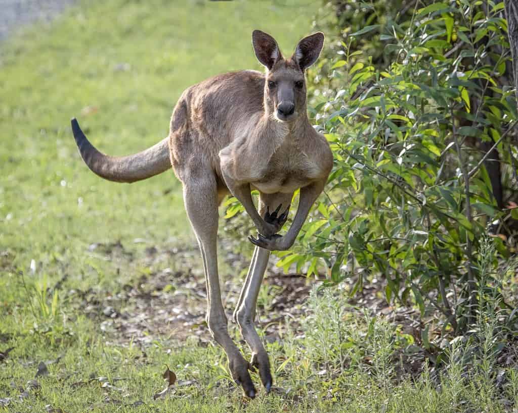 Kangaroo of the eastern Grey species, hopping through the bush